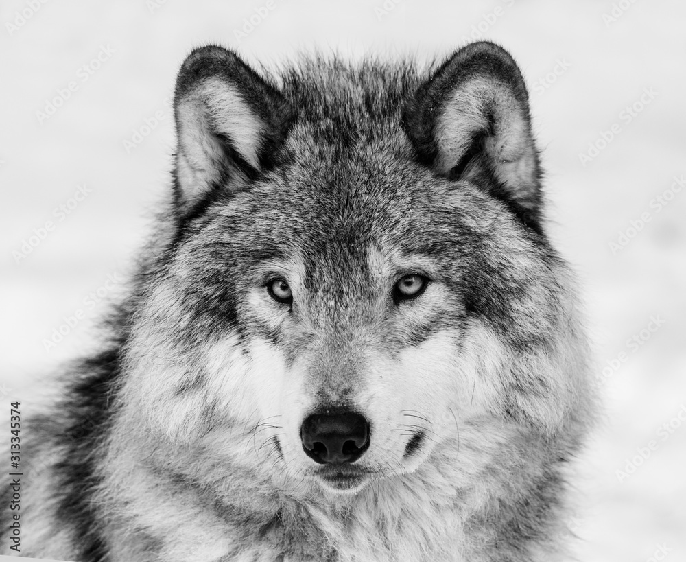 Wolf portrait. Northwestern wolf (Canis lupus occidentalis), also known ...
