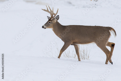 Fototapeta Deer Portrait, white-tailed deer (Odocoileus virginianus) male in winter