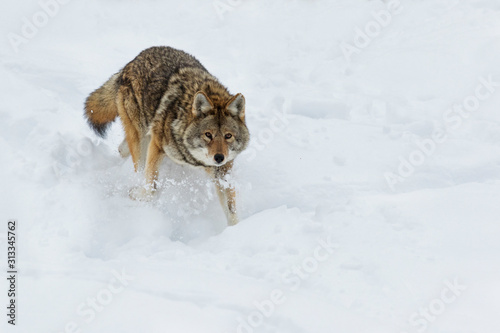 Big male coyote (Canis latrans) in winter © Mircea Costina