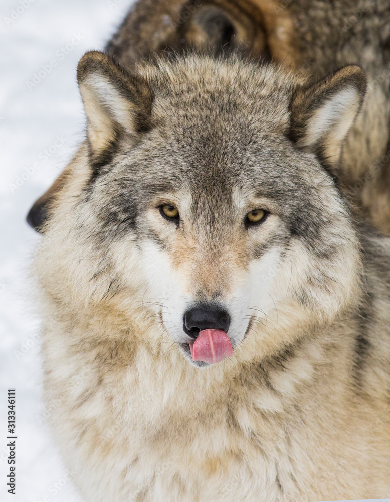 Wolf portrait. Northwestern wolf (Canis lupus occidentalis), also known as the Mackenzie Valley wolf, Rocky Mountain wolf, Alaskan timber wolf or Canadian timber wolf