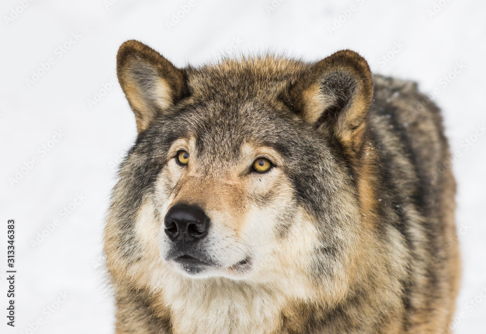 Wolf portrait. Northwestern wolf (Canis lupus occidentalis), also known as the Mackenzie Valley wolf, Rocky Mountain wolf, Alaskan timber wolf or Canadian timber wolf