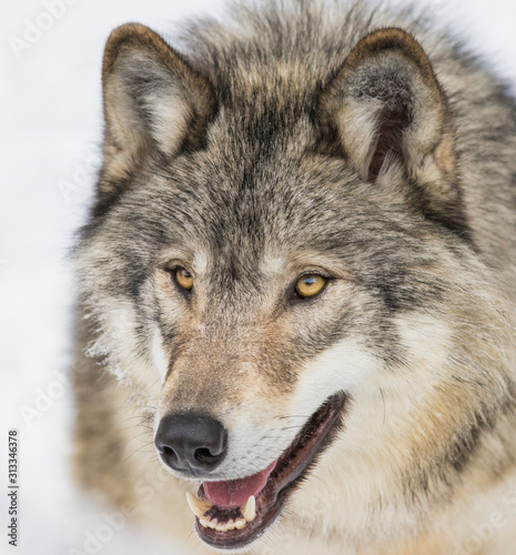 Wolf portrait. Northwestern wolf (Canis lupus occidentalis), also known as the Mackenzie Valley wolf, Rocky Mountain wolf, Alaskan timber wolf or Canadian timber wolf © Mircea Costina