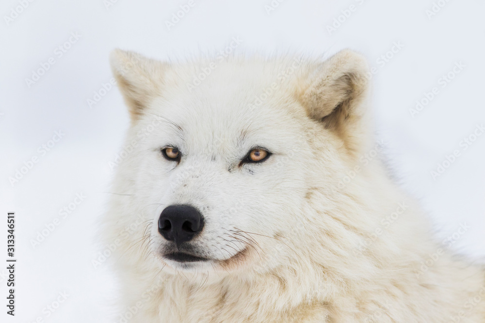Arctic wolf in winter