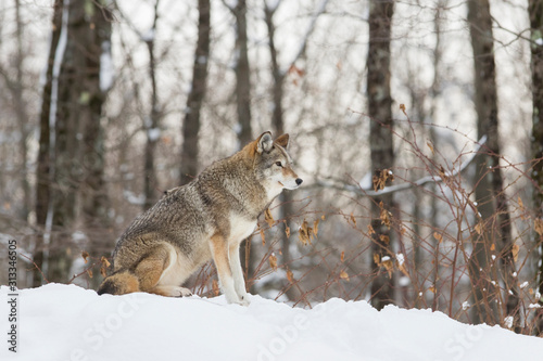 Obraz na płótnie las zwierzę ssak śnieg dziki