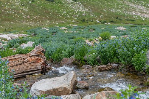 Creek Rushes Below Mertensia Flowers photo