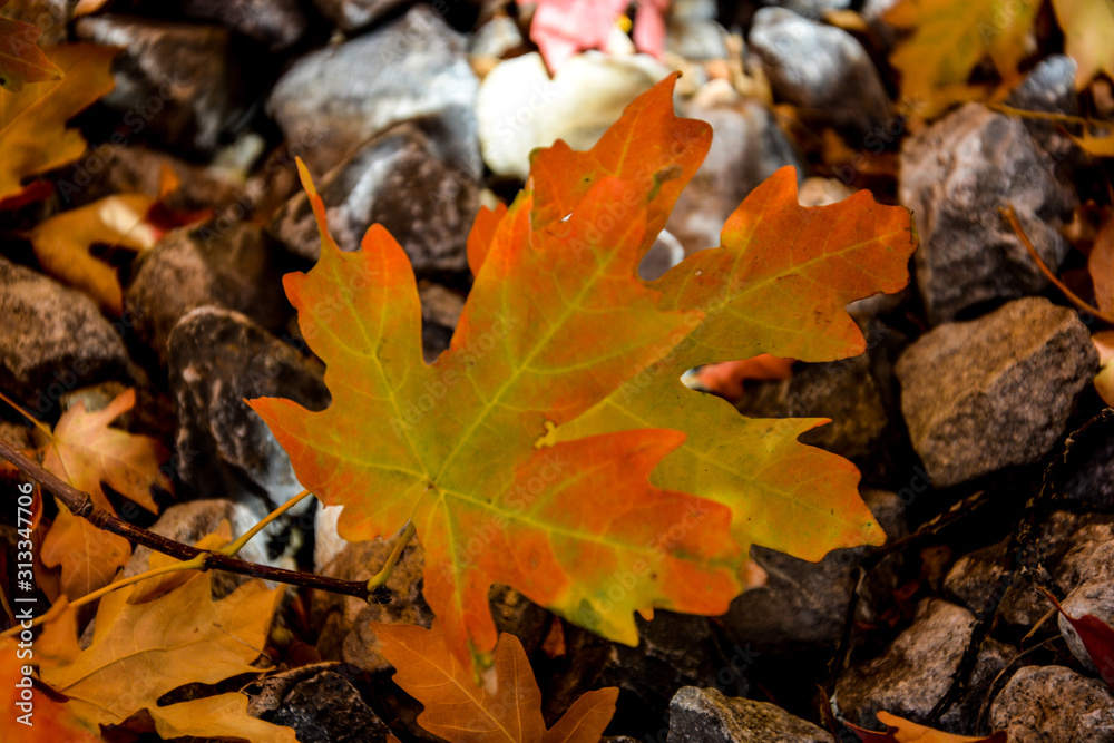 autumn leaves on ground