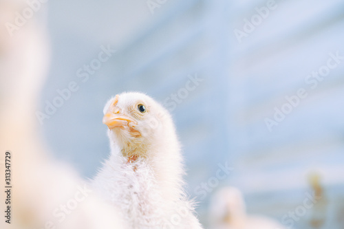 little small broiler poultry white chick bird