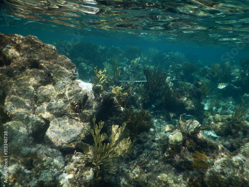 Clear Caribbean Water Above Reef