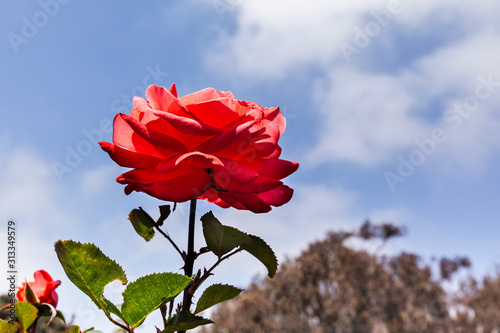 Red rose flower blooming in spring time againts a blue sky