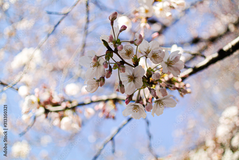 春の桜