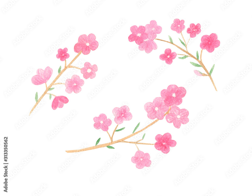 Watercolor hand drawn pink spring flowers isolated on white background. Cute cherry, sakura branch for spring, summer season design cards, invitation, scrapbook. 