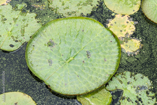 Huge floating lotus(Giant Amazon water lily,Victoria amazonia) leaves in pond.
