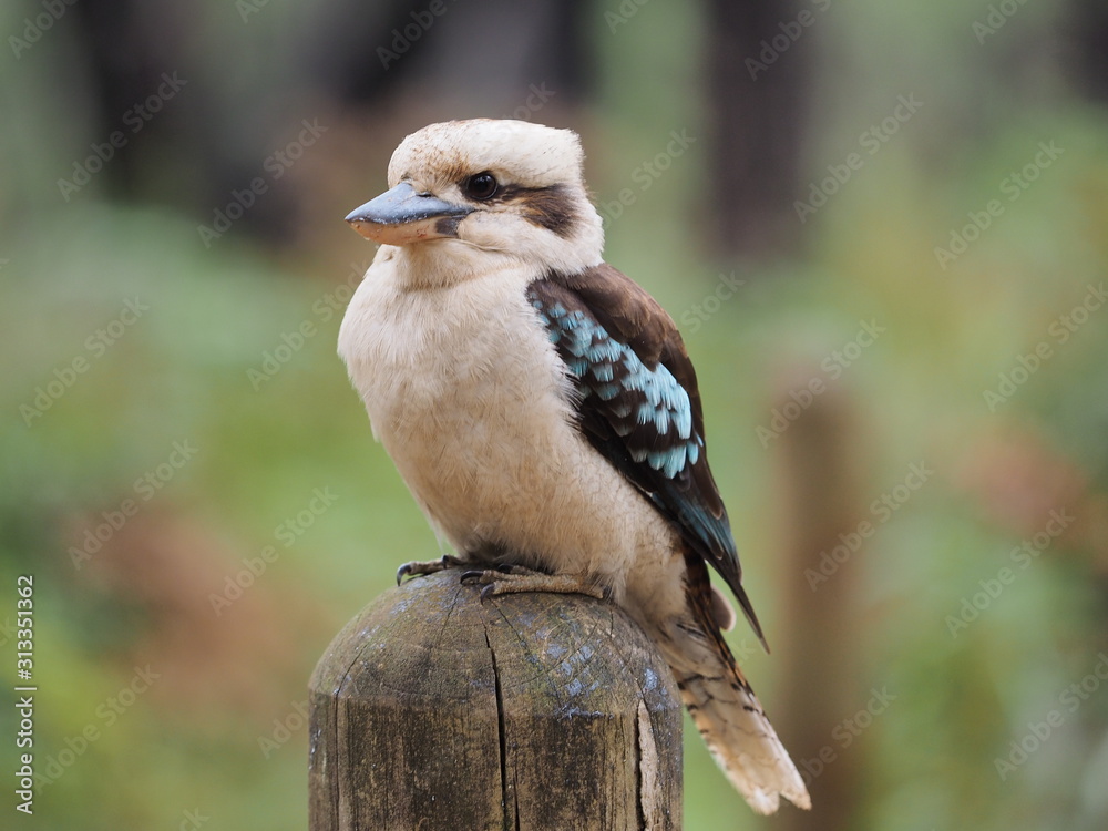 Fototapeta premium ワライカワセミ Laughing kookaburra in Australia