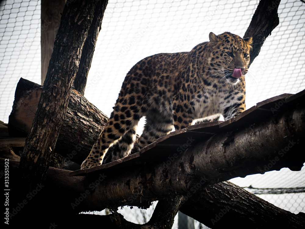 Obraz premium Animaux