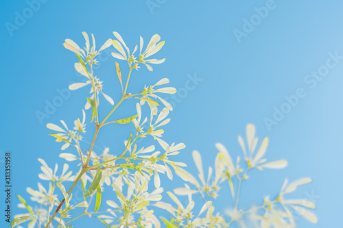 Nature of summer  Worm s eye view Small white leaves with blue sky