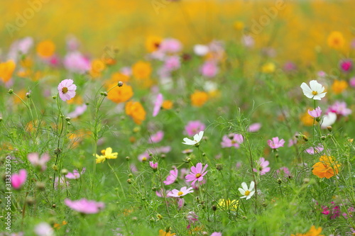 Pink, yellow and white cosmos flower meadow in summer for natural and cottage garden style design purpose 