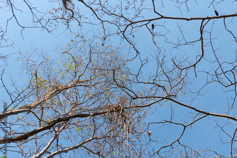 The twigs of dead twigs dead under the blue sky.