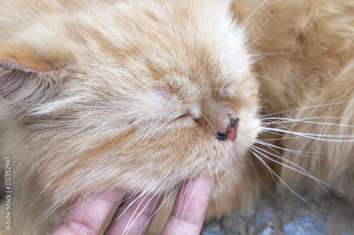 Close up happy persian cat closed his eyes while Asian woman hand stroking with gentle touching