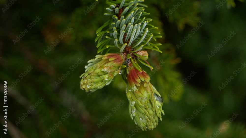 Branch of a young spruce with raindrops macro Branch of a young spruce with raindrops macro