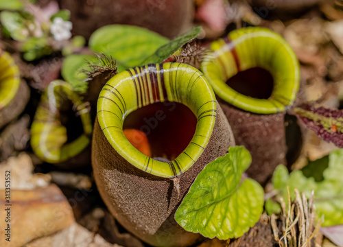 Multi kind of Nepenthes plant , Is a reserved plant of Thailand photo