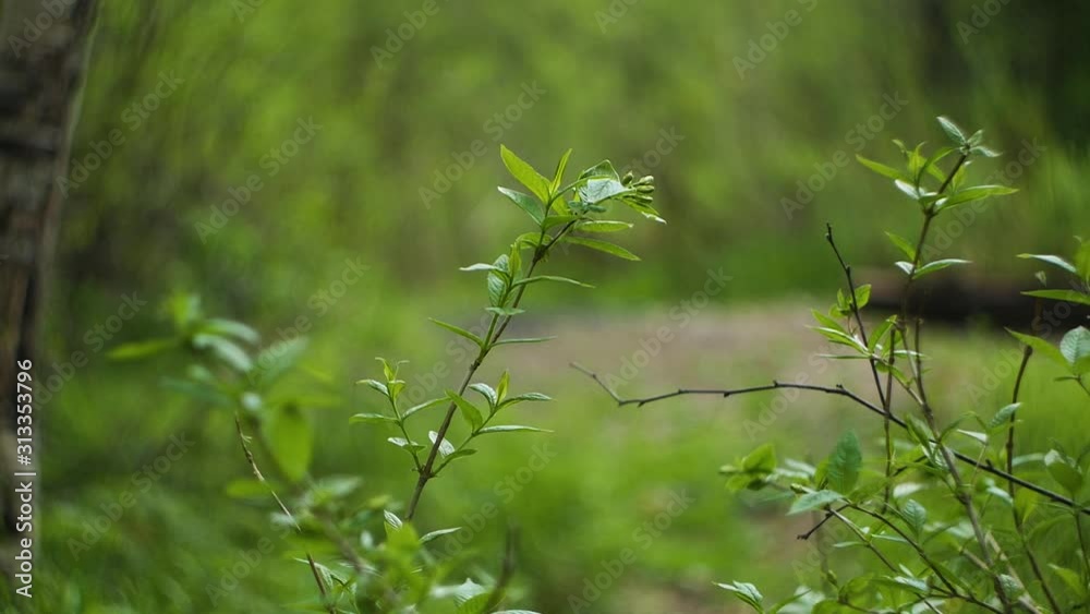 trunk and branches of a tree with a beautiful blurred background trunk and branches of a tree with a beautiful blurred background
