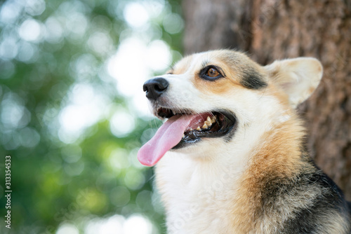 Corgi dog standing on the table in summer sunny day