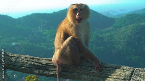 Funny Monkey close-up on a background of mountains and wildlife, Thailand Phuket island Big Buddha Temple.