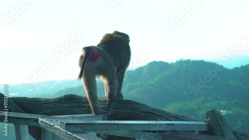 Funny Monkey close-up on a background of mountains and wildlife, Thailand Phuket island Big Buddha Temple.