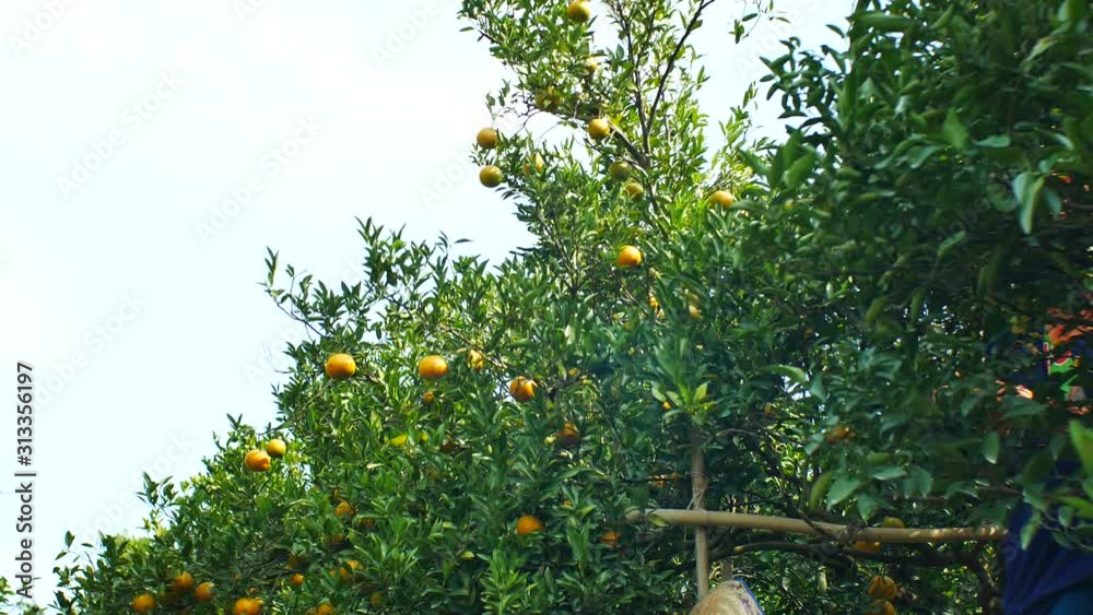 Farmer harvesting oranges in an orange tree field Farmer harvesting oranges in an orange tree field