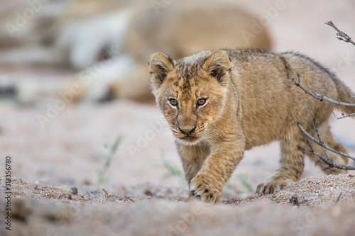 Lion cub, Panthera leo, walking in a sandy dry riverbed.