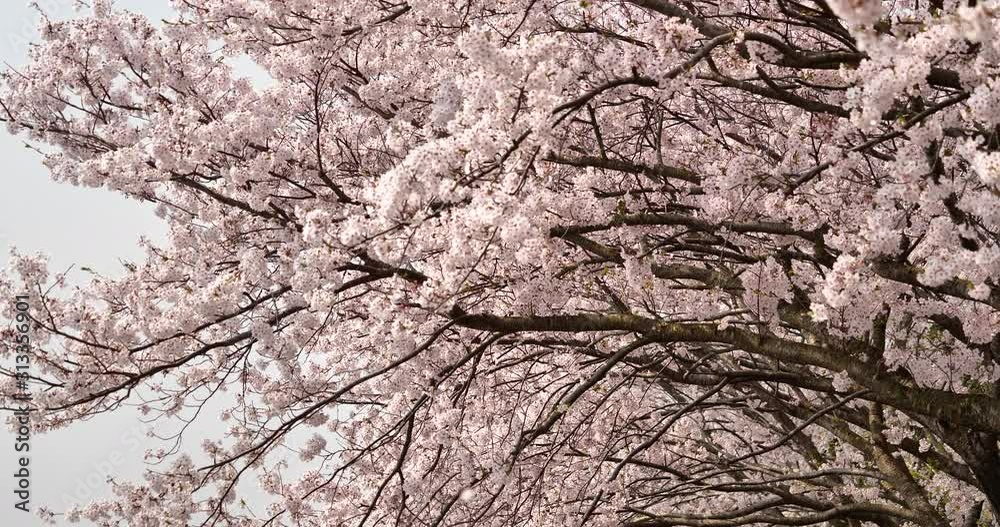 Cherry blossoms are fluttering in the soft breeze. Cherry blossoms are fluttering in the soft breeze.