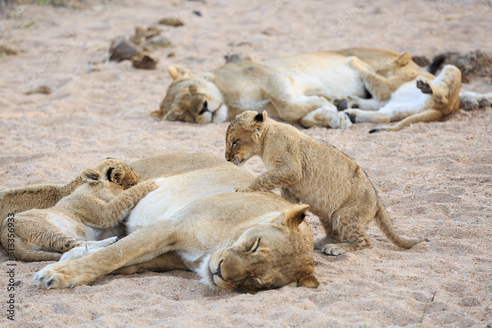 Lionesses and cubs, Panthera leo, nursing in a dry and sandy riverbed. Lionesses and cubs, Panthera leo, nursing in a dry and sandy riverbed.