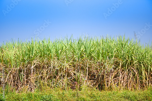 Sugarcane plant farm on green field plantation agriculture asian - Sugar cane field with blue sky background
