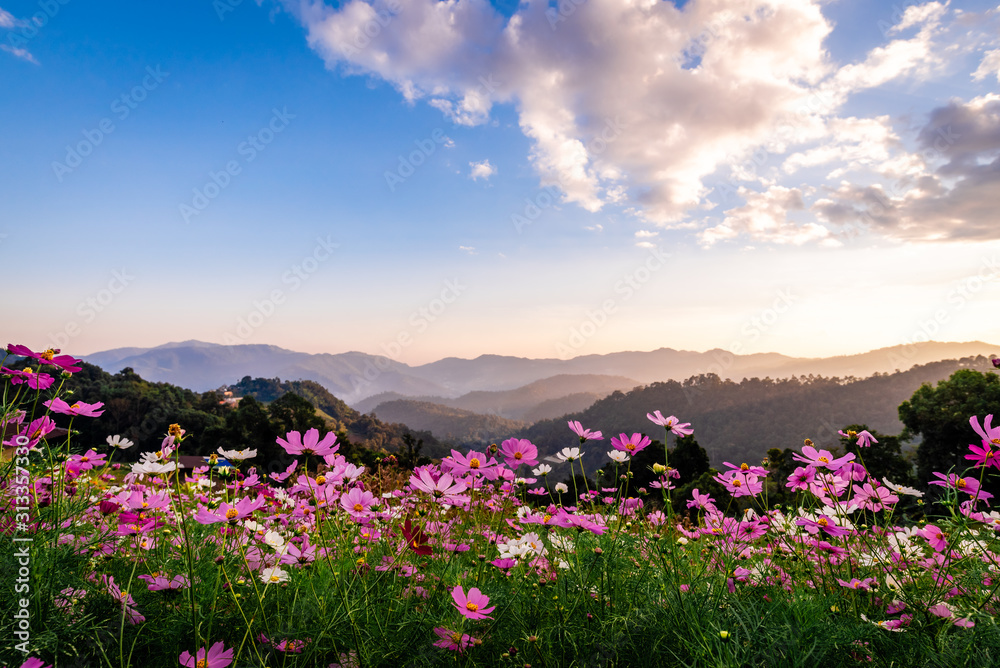 Colorful cosmos flowers that rise in the heart of the valley, a popular tourist attraction in Chiang Mai.Mon Jam Colorful cosmos flowers that rise in the heart of the valley, a popular tourist attraction in Chiang Mai.Mon Jam