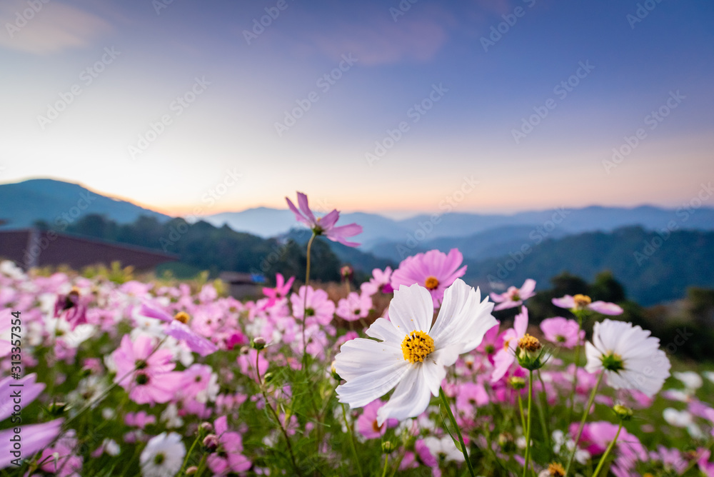 Colorful cosmos flowers that rise in the heart of the valley, a popular tourist attraction in Chiang Mai. Mon Jam Colorful cosmos flowers that rise in the heart of the valley, a popular tourist attraction in Chiang Mai. Mon Jam