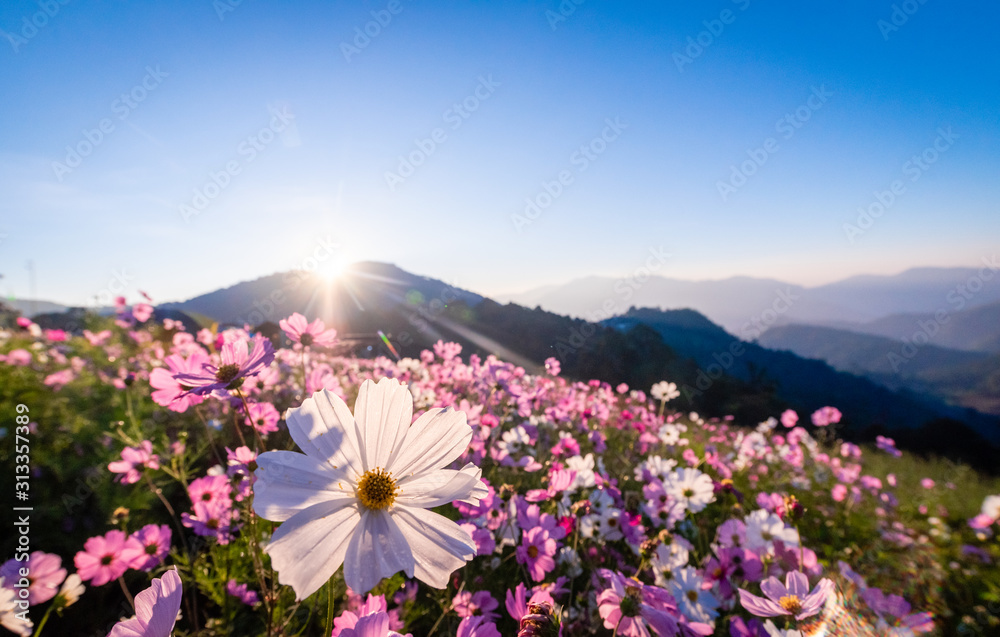 Fototapeta premium Colorful cosmos flowers that rise in the heart of the valley, a popular tourist attraction in Chiang Mai.Mon Jam