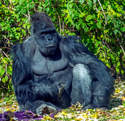 A gorilla in the outdoors close up.