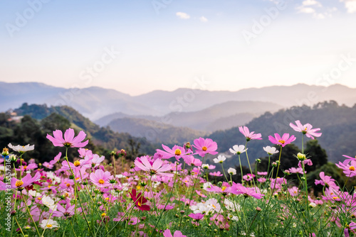 Colorful cosmos flowers that rise in the heart of the valley, a popular tourist attraction in Chiang Mai.Mon Jam