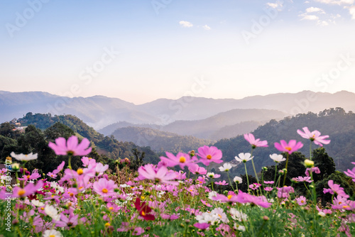 Colorful cosmos flowers that rise in the heart of the valley  a popular tourist attraction in Chiang Mai.Mon Jam