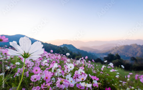 Colorful cosmos flowers that rise in the heart of the valley, a popular tourist attraction in Chiang Mai.Mon Jam