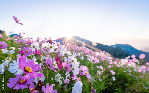 Fototapeta Naklejka Na Ścianę i Meble -  Colorful cosmos flowers that rise in the heart of the valley, a popular tourist attraction in Chiang Mai.Mon Jam
