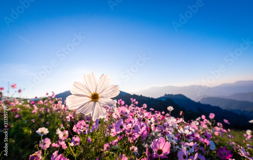 Colorful cosmos flowers that rise in the heart of the valley, a popular tourist attraction in Chiang Mai.Mon Jam