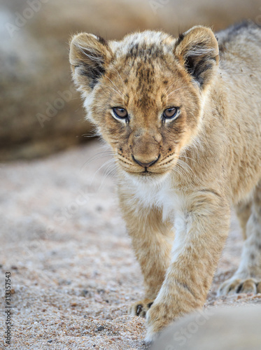 Lion cub, Panthera leo, walking in a dry riverbed.