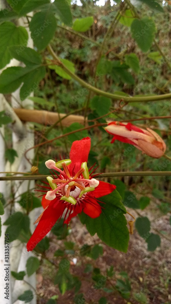 Red passiflora flower on a garden