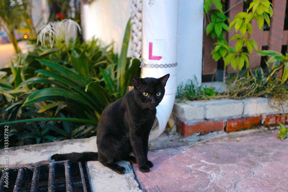 猫 マレーシア かわいい 黒猫 おとなしい Stock Photo Adobe Stock