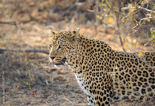 Leopard, Panthera pardus, standing in golden brush. © JAK