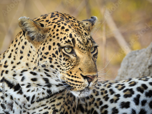 Leopard  Panthera pardus  profile portrait while reclining.