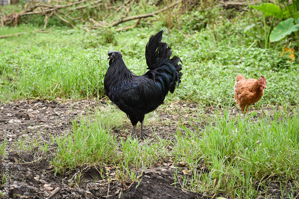 Black chicken or Kadaknath, Karinkozhi Indian breed of of chicken. fowl