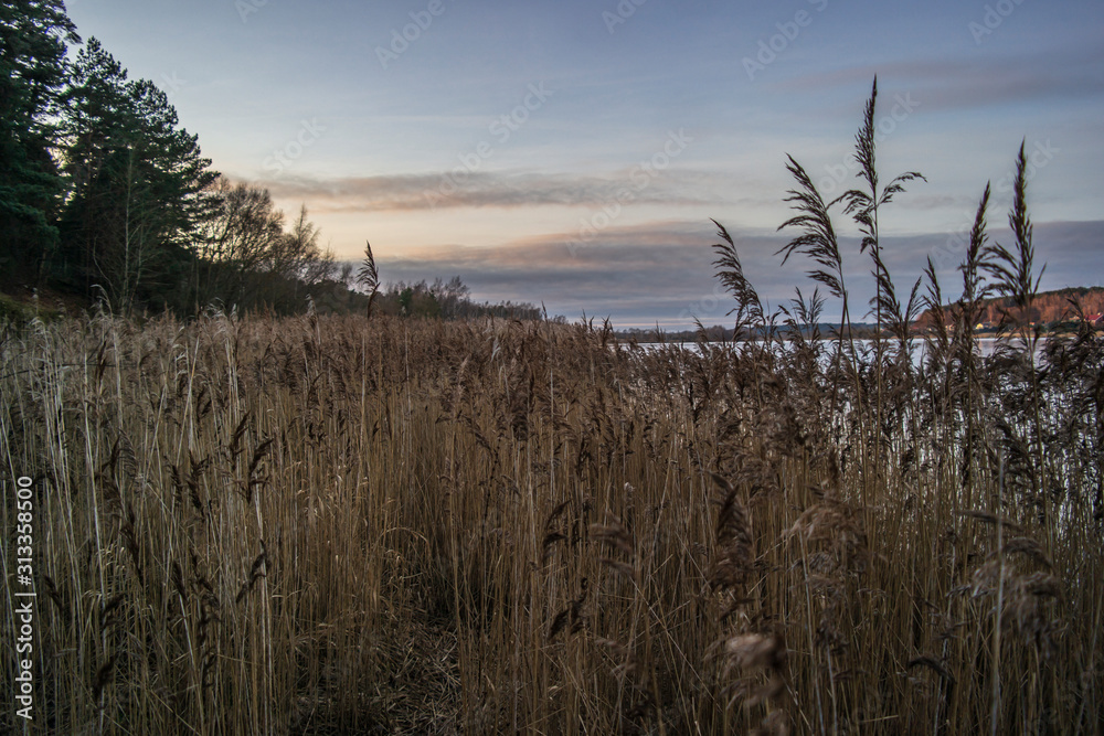 Fototapeta premium Dry yellow beautiful reeds on the lake.