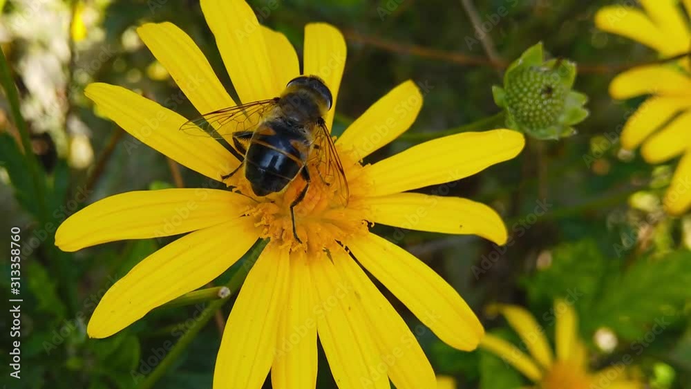 Close up video of a Common Drone Fly (Eristalis Tenax) feeding on a green leaved golden shrub daisy. Shot at 120 fps. Close up video of a Common Drone Fly (Eristalis Tenax) feeding on a green leaved golden shrub daisy. Shot at 120 fps.